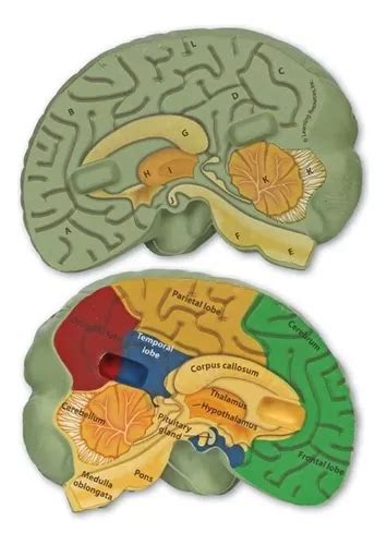 Modelo Codificado Del Cerebro Humano Por Colores Brain Env O Gratis