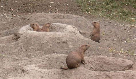 Where Do Prairie Dogs Live