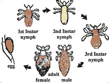 Life cycle of lice with different stages | Download Scientific Diagram