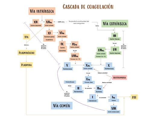 Arriba Imagen Cascada De Coagulacion Mapa Mental Abzlocal Mx