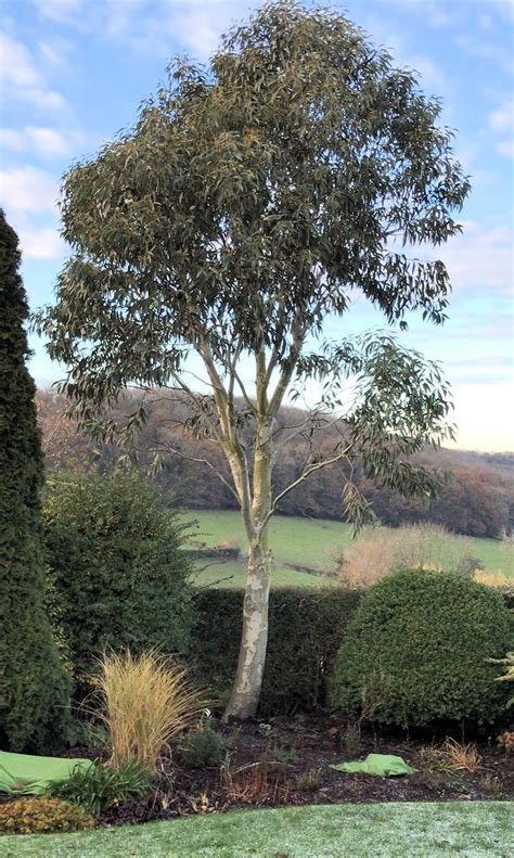 Snow Gums - Eucalyptus pauciflora - Hardy Eucalyptus