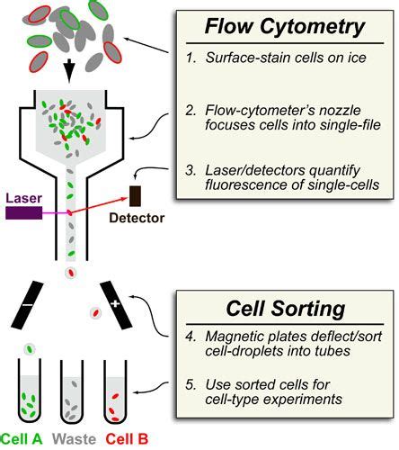 Introduction To Flow Cytometry Practically Science Flow Cytometry