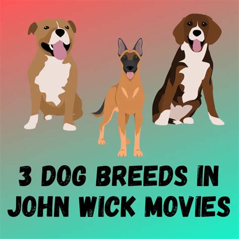 John Wick Dog Breed Facts [3 Breeds You Must Know]