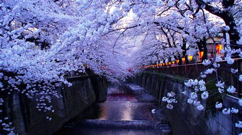 tree, blossom, river, water, cherry tree, branch, tokyo, flowery ...