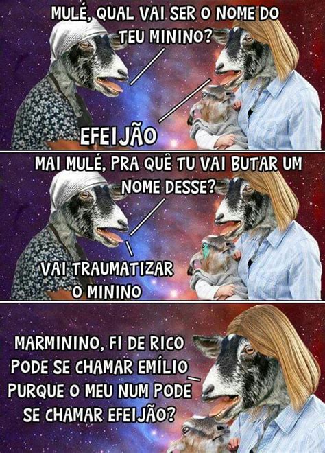 Tadinho Melhores Memes Memes