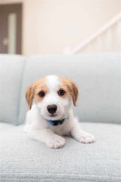 Discover more like Puppies: My 2 month old boy and Related Content