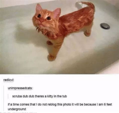 23 Tumblr Posts About Kittens That Will Make Your Day Instantly Better