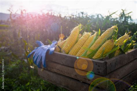 Corn harvest Corn farmer Corn harvest Growing corn Organic Farming ...