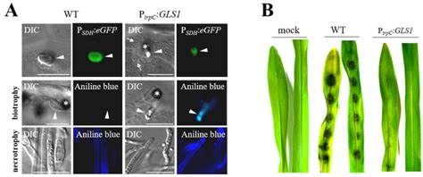 Plants Free Full Text Fungal Pathogenesis Related Cell Wall