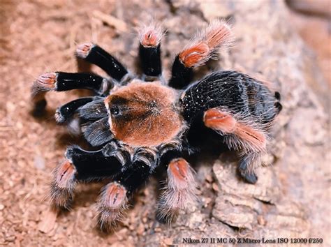 Brachypelma Boehmei Mexican Fireleg Tarantulas