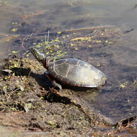 Turtle Species In Pennsylvania Id Pictures Pond Informer