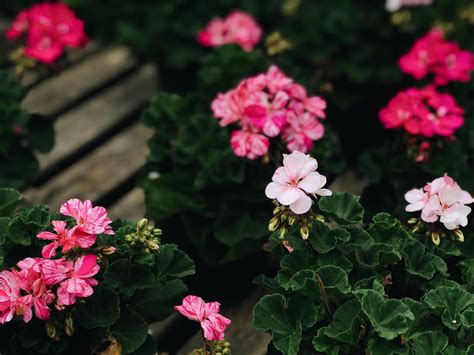 How To Care For Geraniums — Garden Valley Farmers Market