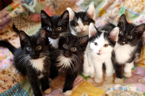 Fluffy Tuxedo Kittens