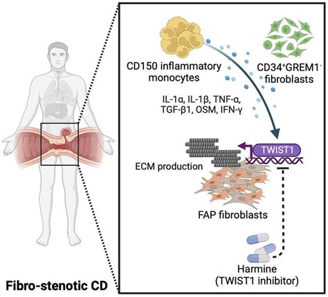 JCI Intercellular Interaction Between FAP Fibroblasts And CD150