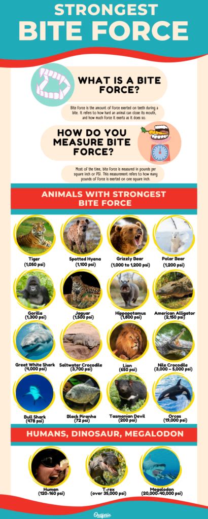 16+ Strongest Bite Force in the Animal Kingdom