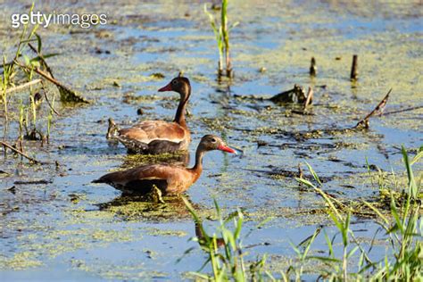 Black Bellied Whistling Duck Dendrocygna Autumnalis Magdalena