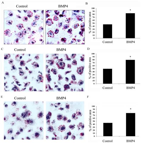 IJMS Free Full Text BMP4 Enhances Foam Cell Formation By BMPR 2