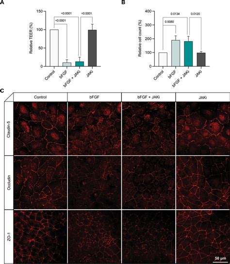 A Selective JAK Inhibitor Does Not Change BFGF Induced Reduction Of