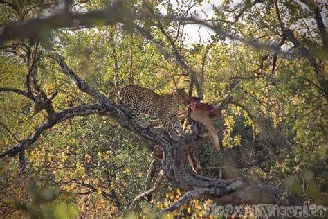 Leopard-Eating-Prey-Kruger-Park – Travel Wiser