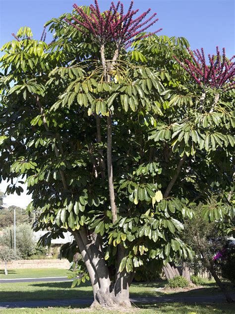 Tropical Umbrella Tree Schefflera Actinophylla Urban Tropicals