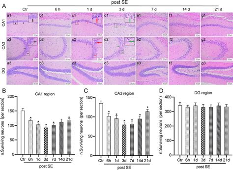 A He Immunohistochemical Staining Images Of Mouse Hippocampus Ca1 Ca3