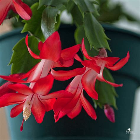 How To Prune A Christmas Cactus A Step By Step Guide For Fuller Growth