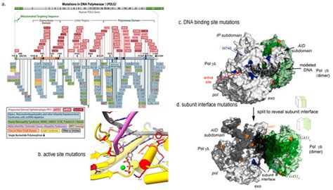 Molecules Free Full Text Structural And Molecular Basis For