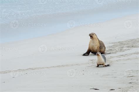 newborn australian sea lion on sandy beach background 18751952 Stock ...