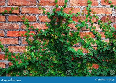 De Groene Installatie Van De Klimplant Op Rode Muur Stock Afbeelding