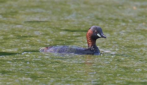 Little Grebe - song / call / voice / sound.