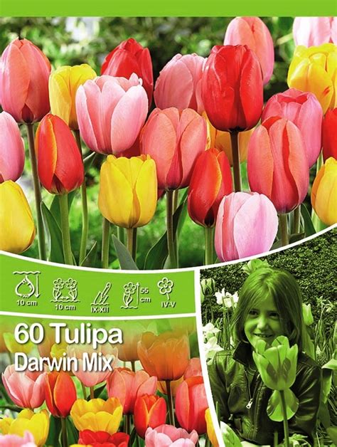 Tulipan Darwina Opak 60szt Tulipa Sp Mix Odmian Kupuj W OBI