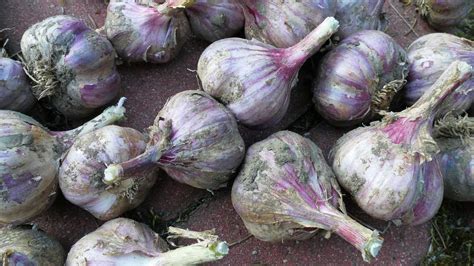 What Time of Year is Garlic Harvested? - Gardening Channel