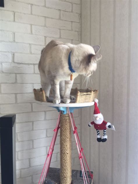 Кошачий домик