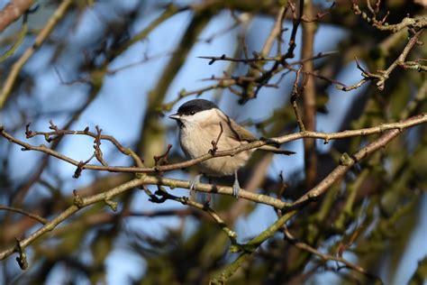 Horsham Wildlife: Warnham Local Nature Reserve