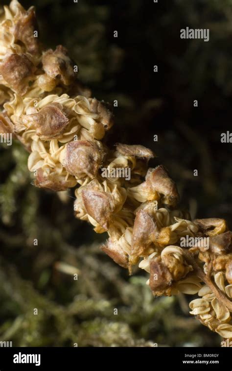 Birch seeds hi-res stock photography and images - Alamy