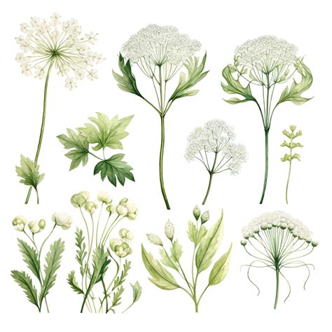 Premium Vector Beautiful Watercolor Queen Annes Lace Flowers Clipart