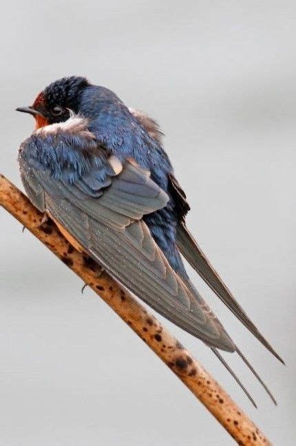 Pin De Christine Duval En Les Oiseaux Aves Migratorias Fotos De Aves