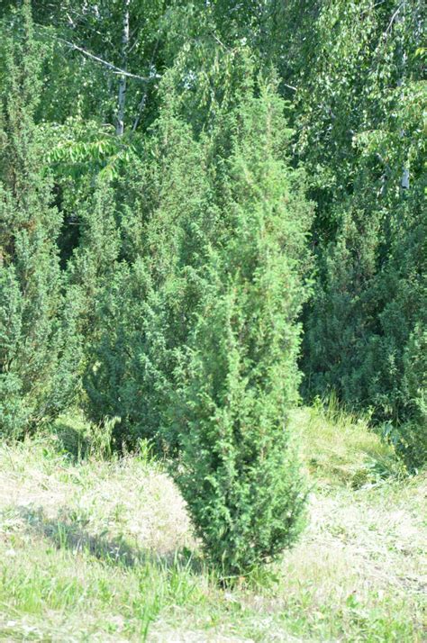 Можжевельник обыкновенный (Juniperus communis) | PLANTE.md