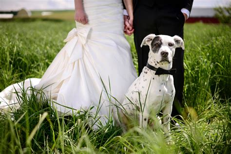 5 Tips For Including Pets In Your Wedding Ceremony Amm Blog