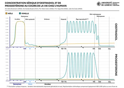 Graphiques Hormonaux Sciences Sexes Identités Unige