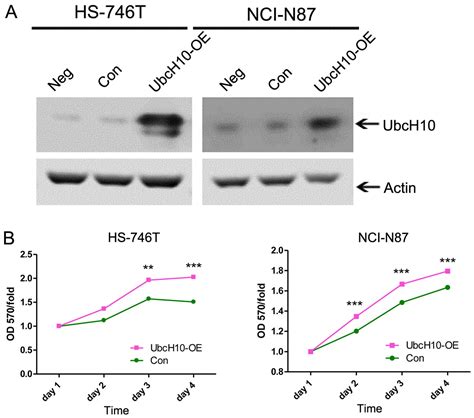 Ubiquitin Conjugating Enzyme UbcH10 Promotes Gastric Cancer Growth And