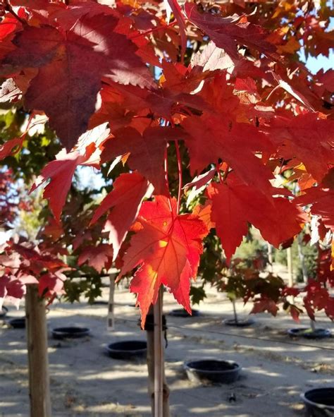 Here’s the Redpointe maple 🍁 in all of its Autumn glory. - - - - - - - #fall #gardengate # ...