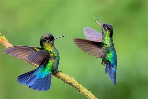 Hummingbird Wallpapers Top Free Hummingbird Backgrounds Wallpaperaccess