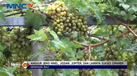 Pria Di Denpasar Sulap Lahan Tak Produktif Jadi Kebun Anggur Lip