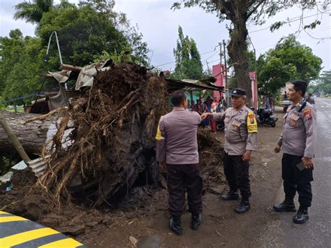 Pohon Besar Di Winongan Tumbang Timpa Tiga Warung Dan Warga Wartabromo