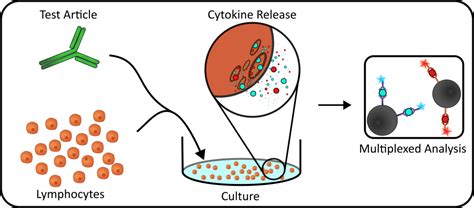 Cytokine Release Assay | Xeno Diagnostics