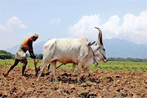 पुरेसा पाऊस झाल्यावरच शेतकर्‍यांनी पेरणी करावी Sowing Tarun Bharat Nagpur