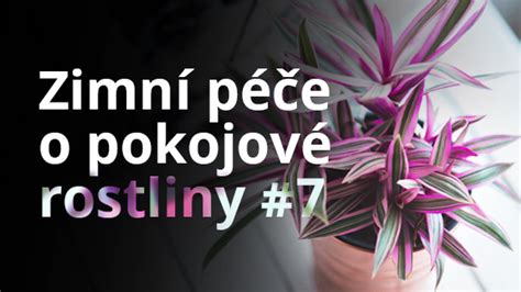 Zimn P E O Pokojov Rostliny Zahrada Je Ek