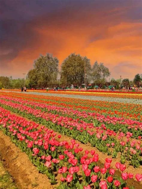 Tulip Garden Srinagar Opens On March Tripmore