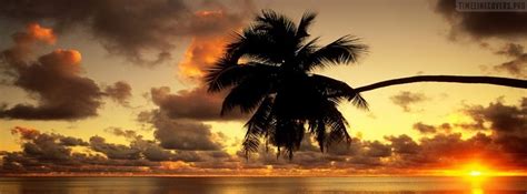 Beach Palm Tree Facebook Cover Photo